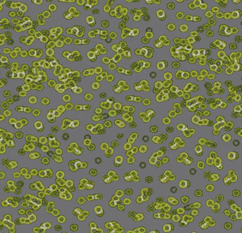 Sottsass bacteria