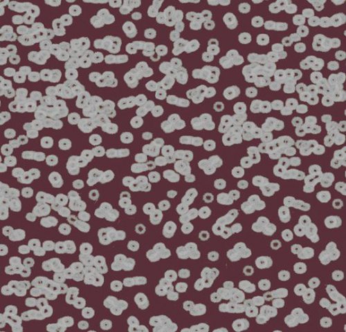 Sottsass bacteria