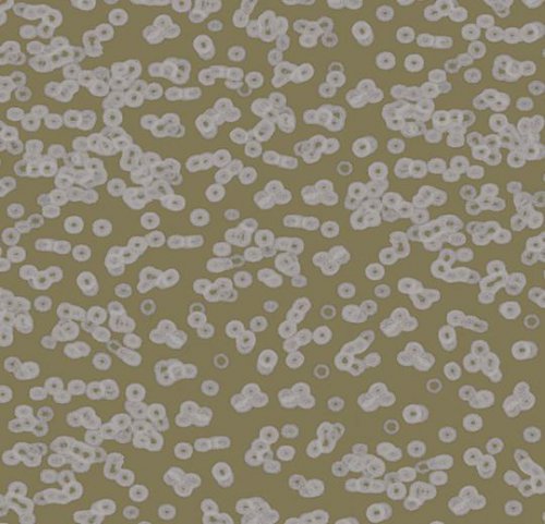 Sottsass bacteria