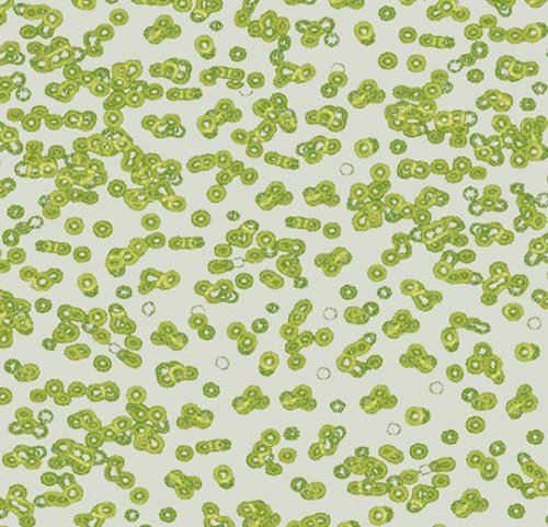 Sottsass bacteria