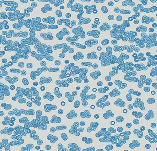 Sottsass bacteria