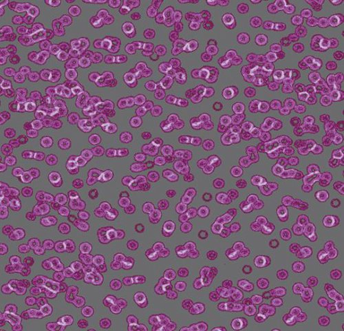 Sottsass bacteria
