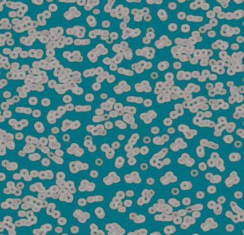 Sottsass bacteria