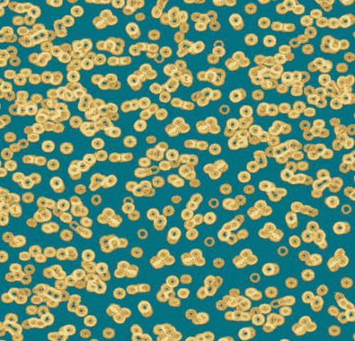 Sottsass bacteria