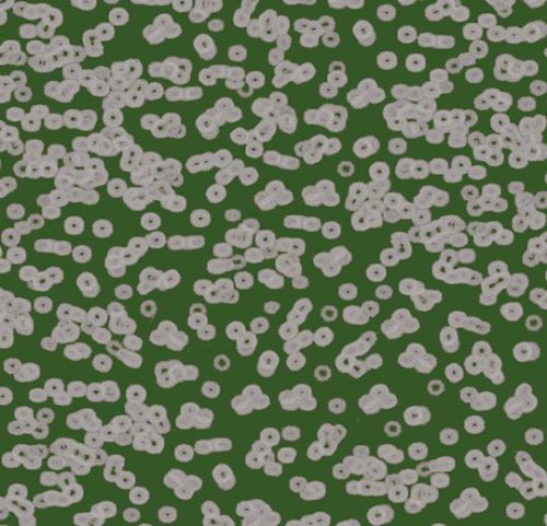 Sottsass bacteria