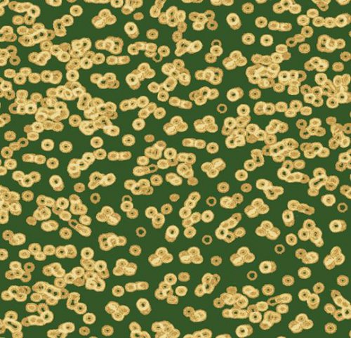 Sottsass bacteria