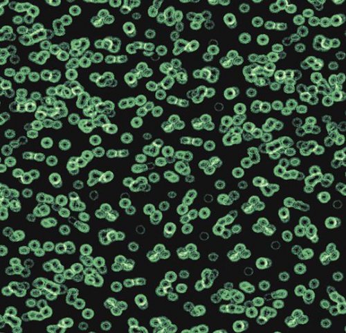 Sottsass bacteria