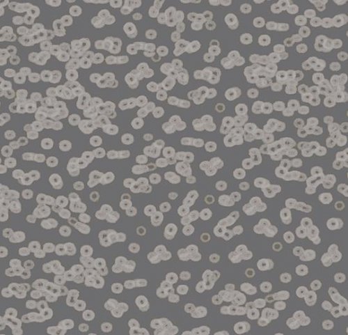 Sottsass bacteria