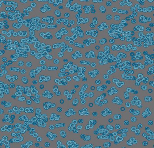Sottsass bacteria