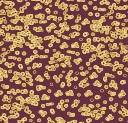 Sottsass bacteria